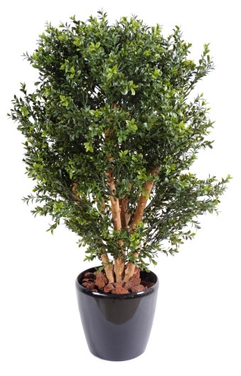 BOXWOOD NEW UV BUSH