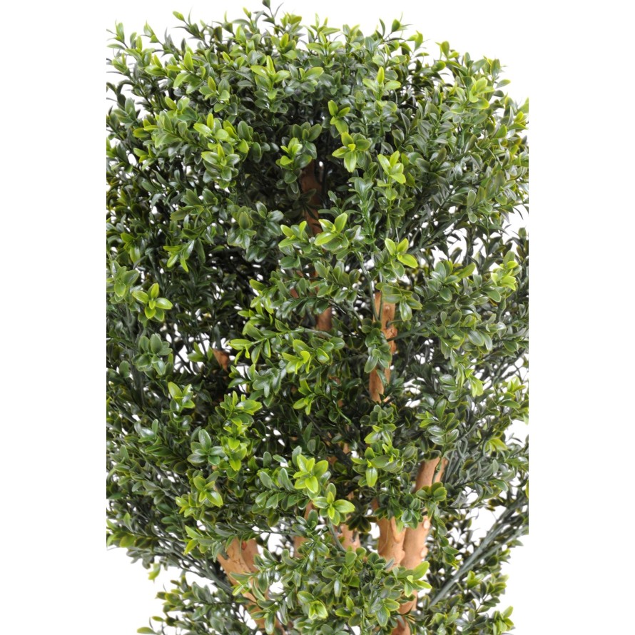 BOXWOOD NEW UV BUSH