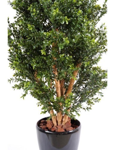 BOXWOOD NEW UV BUSH