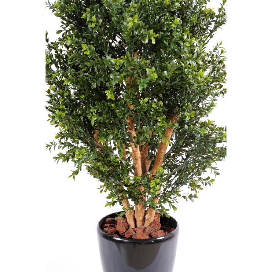 BOXWOOD NEW UV BUSH