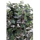 FICUS EXOTICA BUISSON