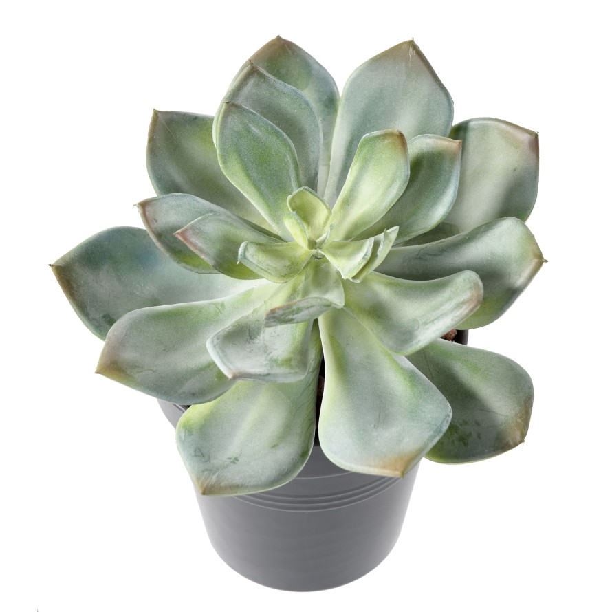 SUCCULENTE *25