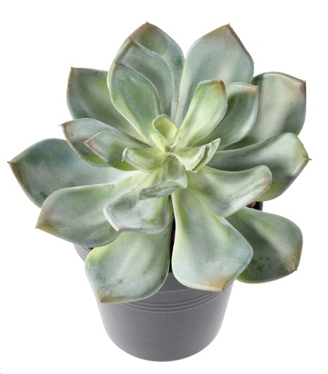 SUCCULENTE *25