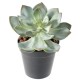 SUCCULENTE *25