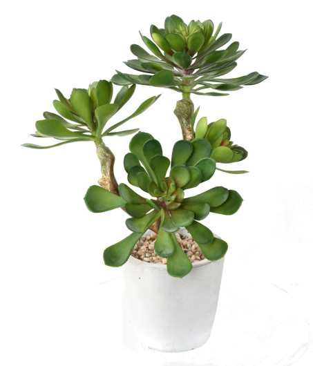 POTTED SUCCULENT 30