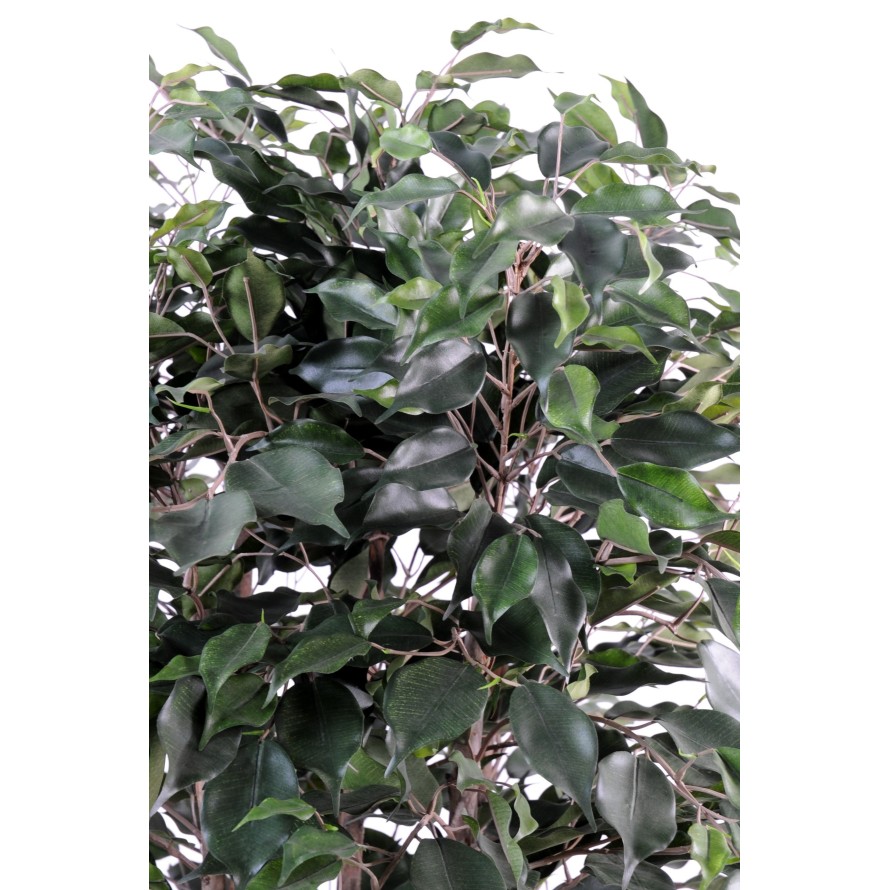 FICUS EXOTICA BUSH