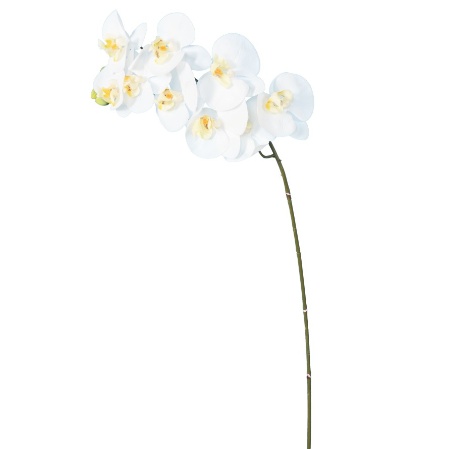 PHALAENOPSIS STEM