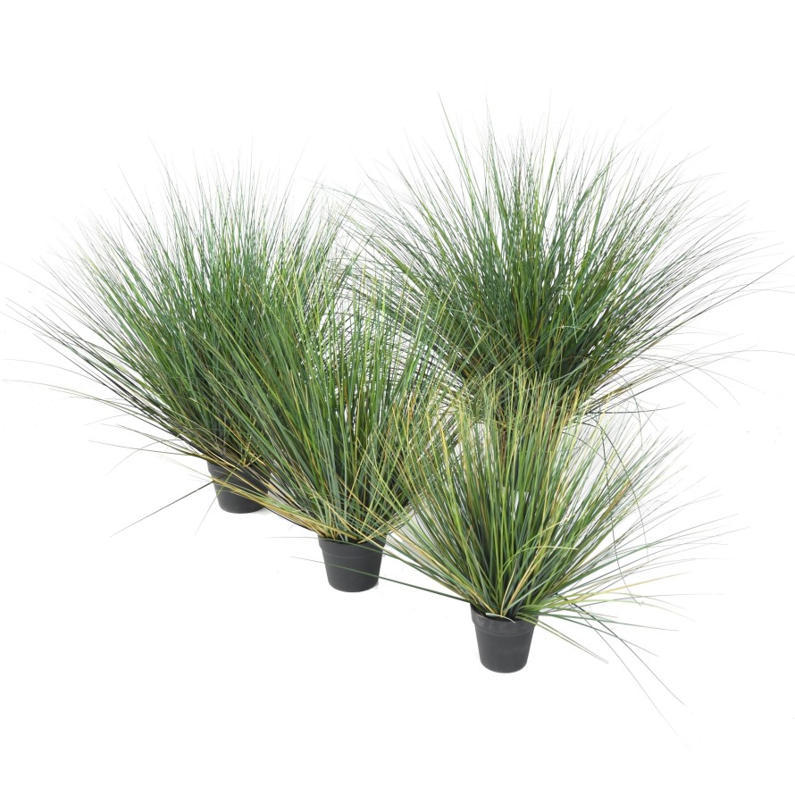 ONION GRASS NEW ROUND