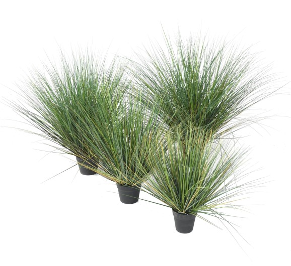 ONION GRASS NEW ROUND