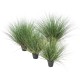 ONION GRASS NEW ROUND