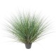 ONION GRASS NEW ROUND