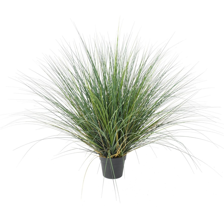 ONION GRASS NEW ROUND