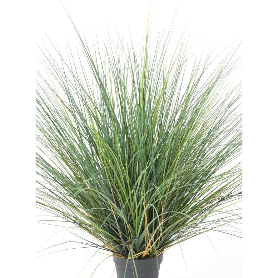 ONION GRASS NEW ROUND