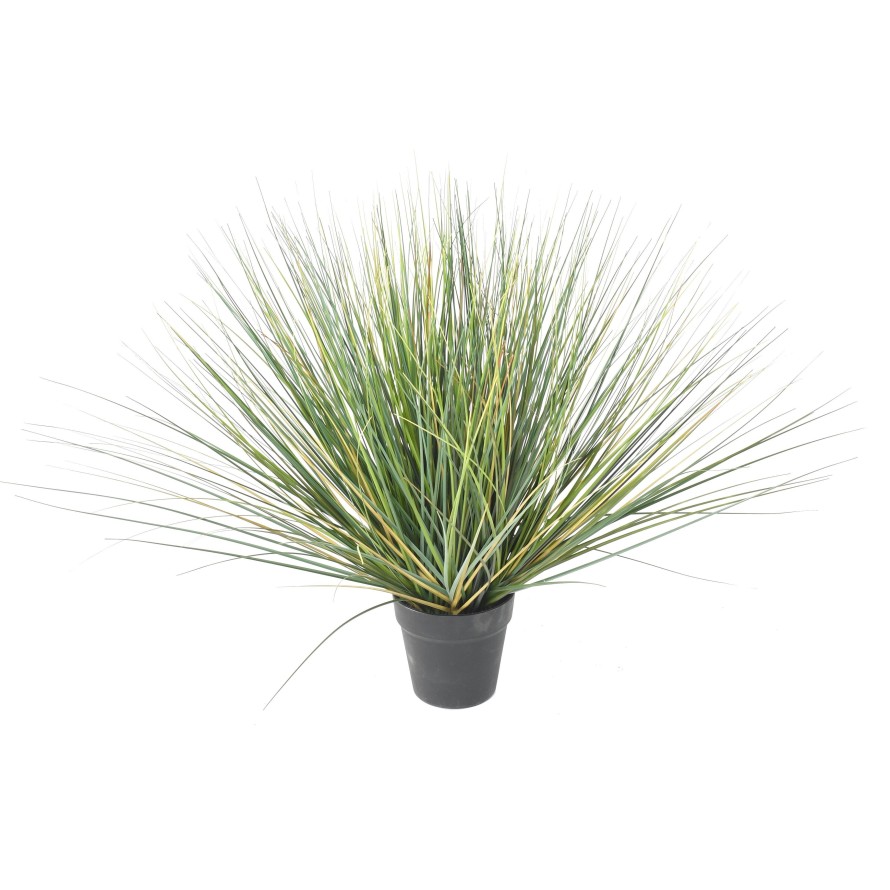 ONION GRASS NEW ROUND