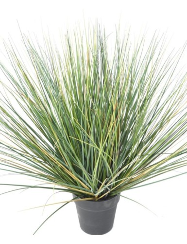 ONION GRASS NEW ROUND