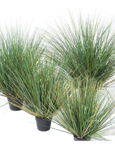 ONION GRASS NEW ROUND