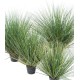 ONION GRASS NEW ROUND