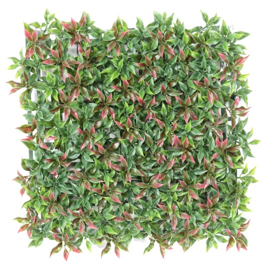 RUSCUS PLAQUE