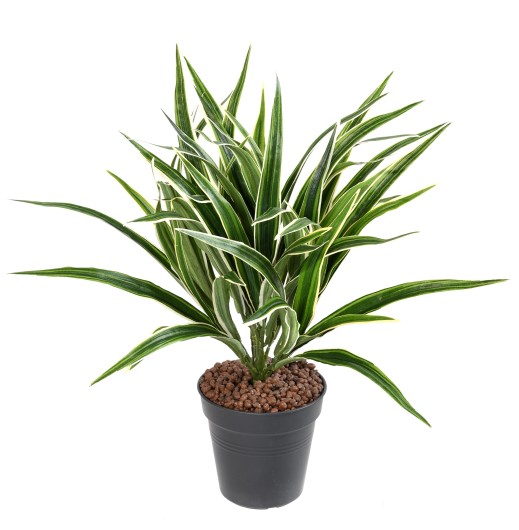 CHLOROPHYTUM BUISSON