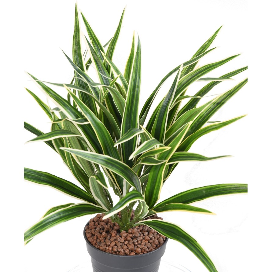 CHLOROPHYTUM BUISSON