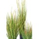 ONION GRASS SEED