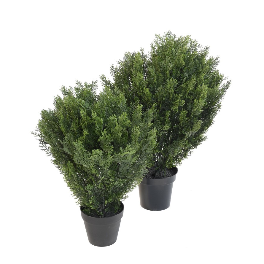 CYPRESS ROUND BUSH