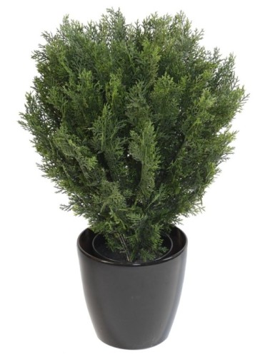 CYPRESS ROUND BUSH