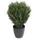 CYPRESS ROUND BUSH