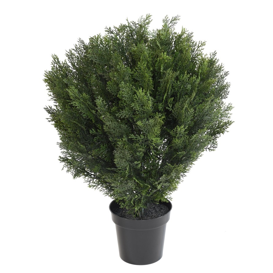 CYPRESS ROUND BUSH