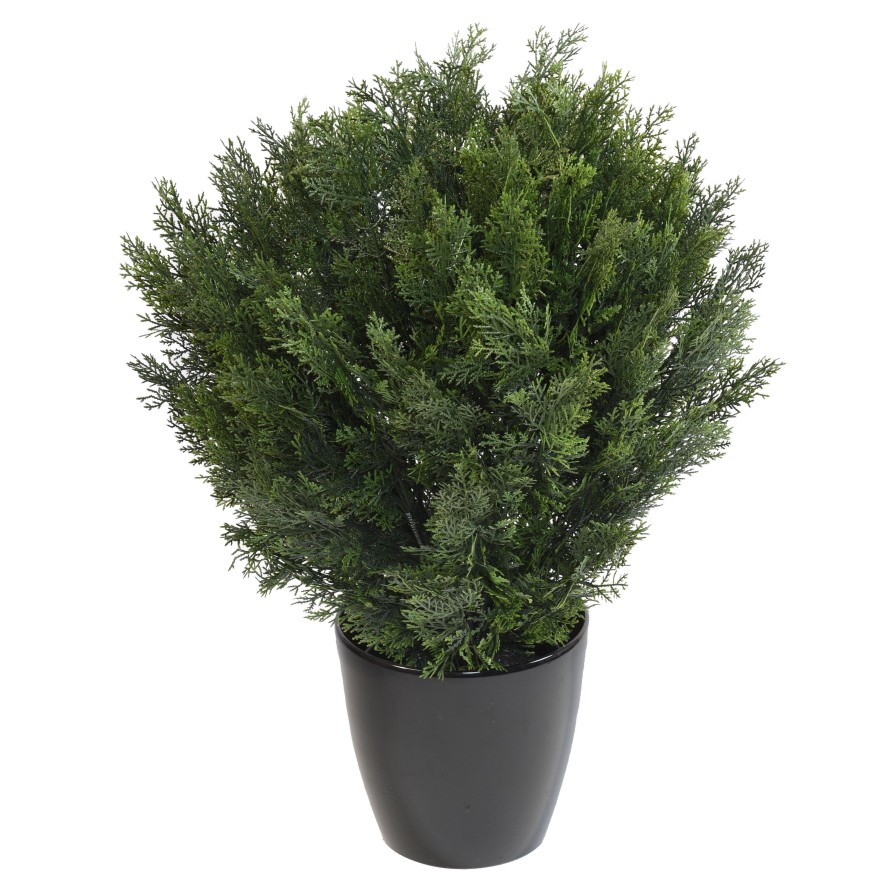 CYPRESS ROUND BUSH