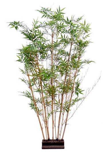 ORIENTAL BAMBOO HEDGE 2