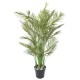 ARECA MULTI TREE