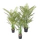 ARECA MULTI TREE