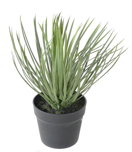 YUCCA ROSTRATA 40