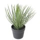 YUCCA ROSTRATA 40