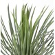 YUCCA ROSTRATA 40