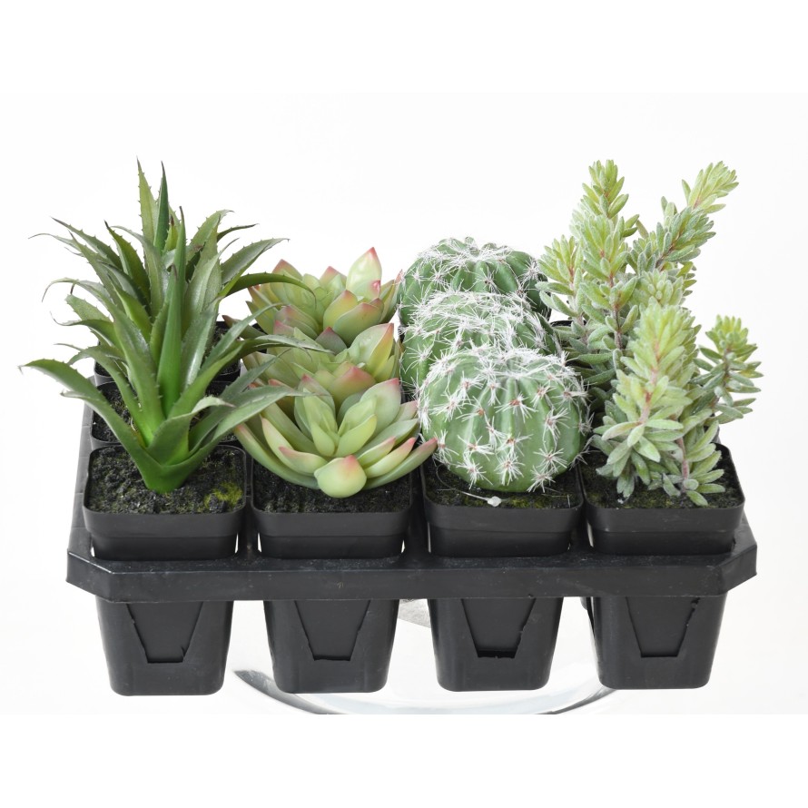 SUCCULENTS ASSORTMENT 12