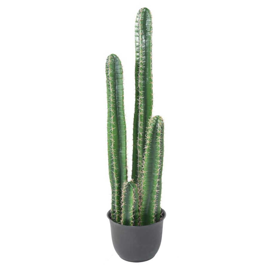 CACTUS BAREL