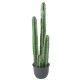 CACTUS BAREL