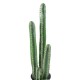 CACTUS BAREL