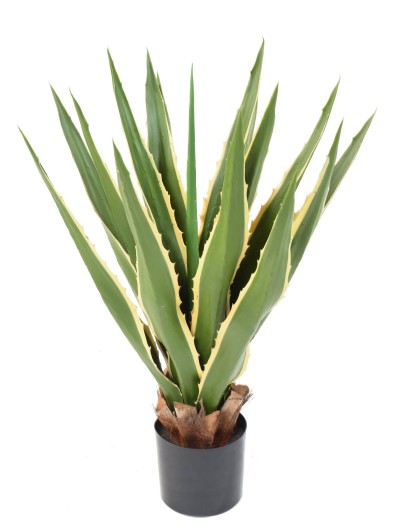 AGAVE FURCRAEA 80