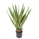 AGAVE FURCRAEA 80