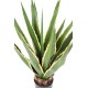 AGAVE FURCRAEA 80