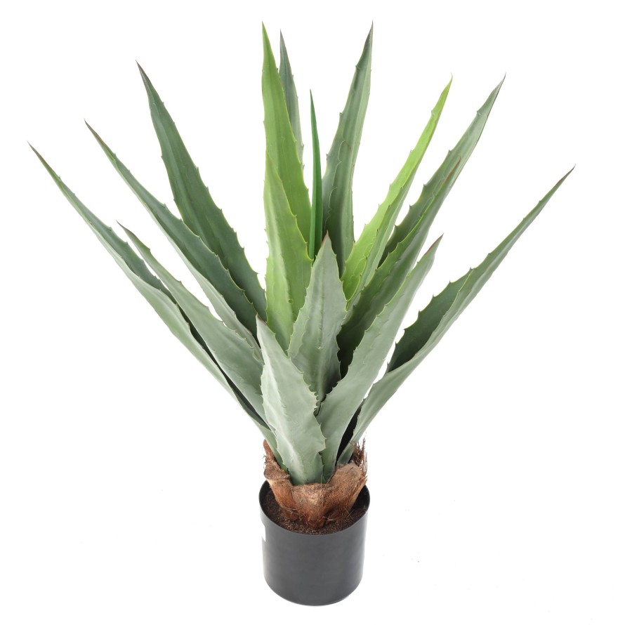 AGAVE FURCRAEA 80