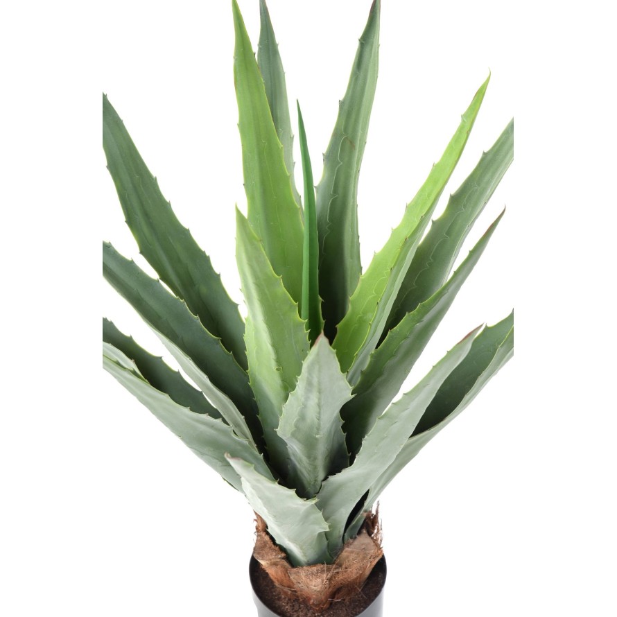 AGAVE FURCRAEA 80