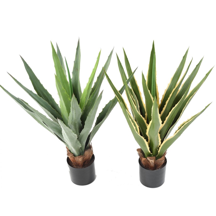 AGAVE FURCRAEA 80