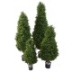 BOXWOOD RED DAY TOPIARY UV