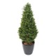 BOXWOOD RED DAY TOPIARY UV