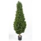 BOXWOOD RED DAY TOPIARY UV