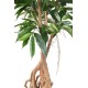 FICUS ROOT LONGIFOLIA